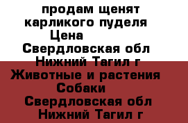 продам щенят карликого пуделя › Цена ­ 7 000 - Свердловская обл., Нижний Тагил г. Животные и растения » Собаки   . Свердловская обл.,Нижний Тагил г.